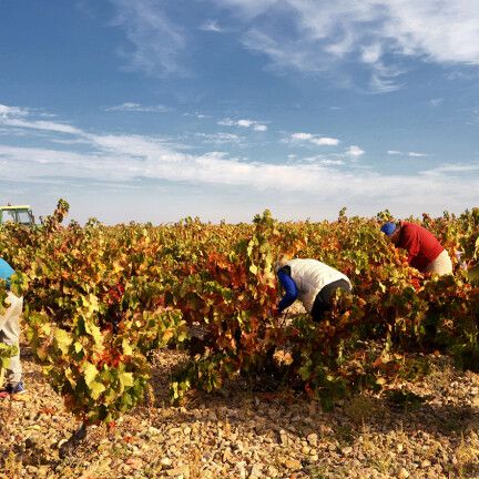 La DO Cariñena prevé vendimiar este año 56 millones de kilos de uva