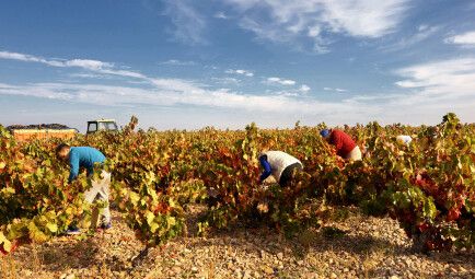 La DO Cariñena prevé vendimiar este año 56 millones de kilos de uva