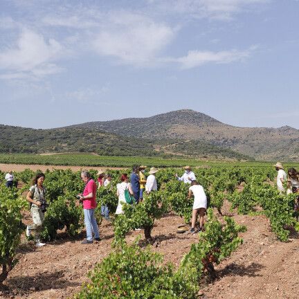 Visita a viñedo Un día entre garnachas