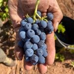 Garnacha del Campo de Borja